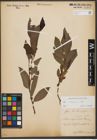 Foto von Salix silesiaca Willd.